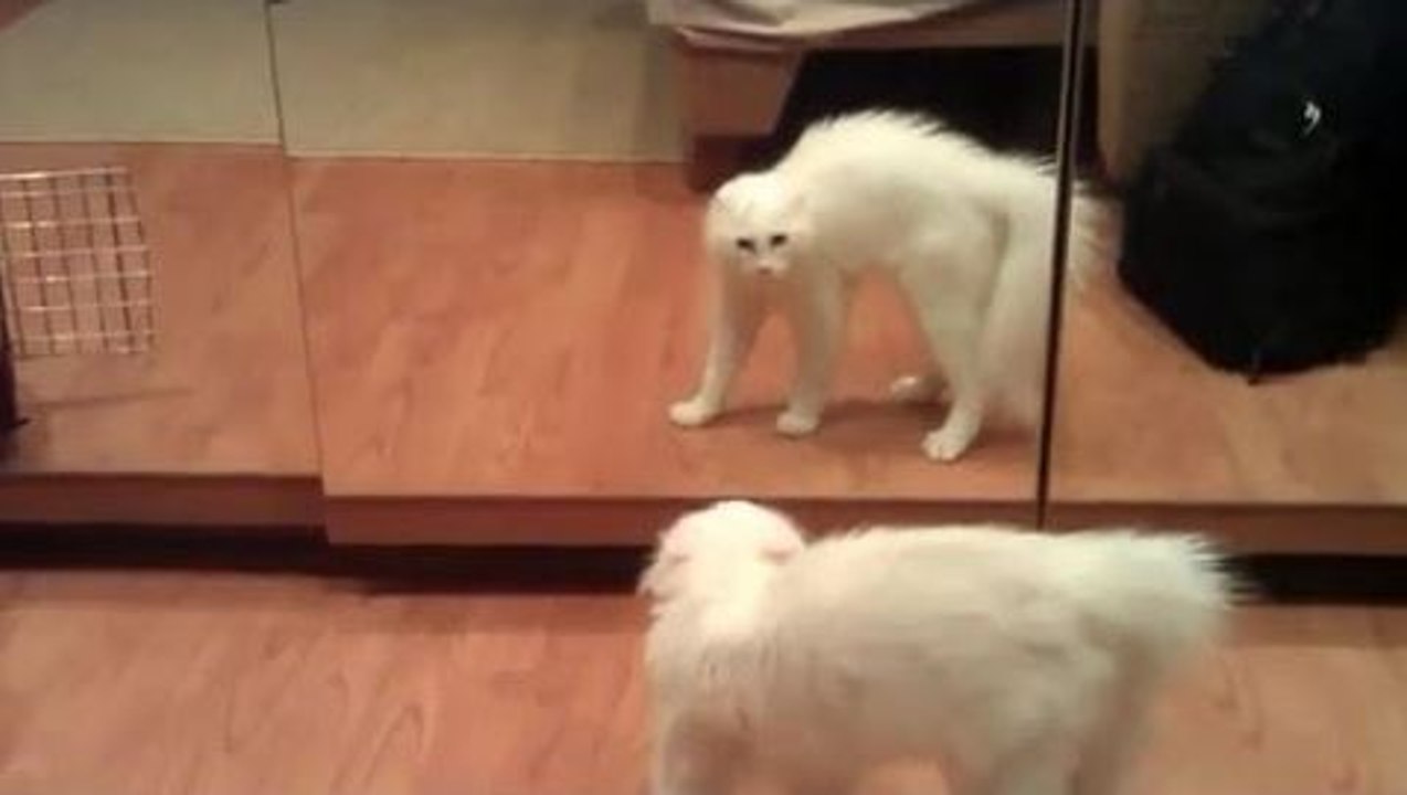 Animals vs Mirrors
