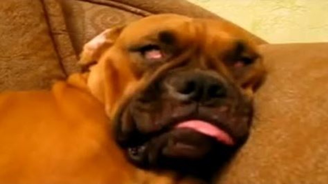 Funny Sleeping Dogs Videos