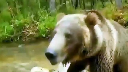 最も危険なライオンズ