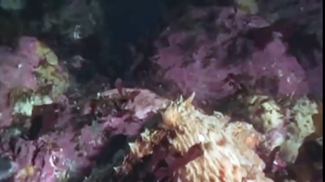 ОСЬМИНОГ ПОЙМАЛ АКУЛУ,АКУЛА VS ОСЬМИНОГ