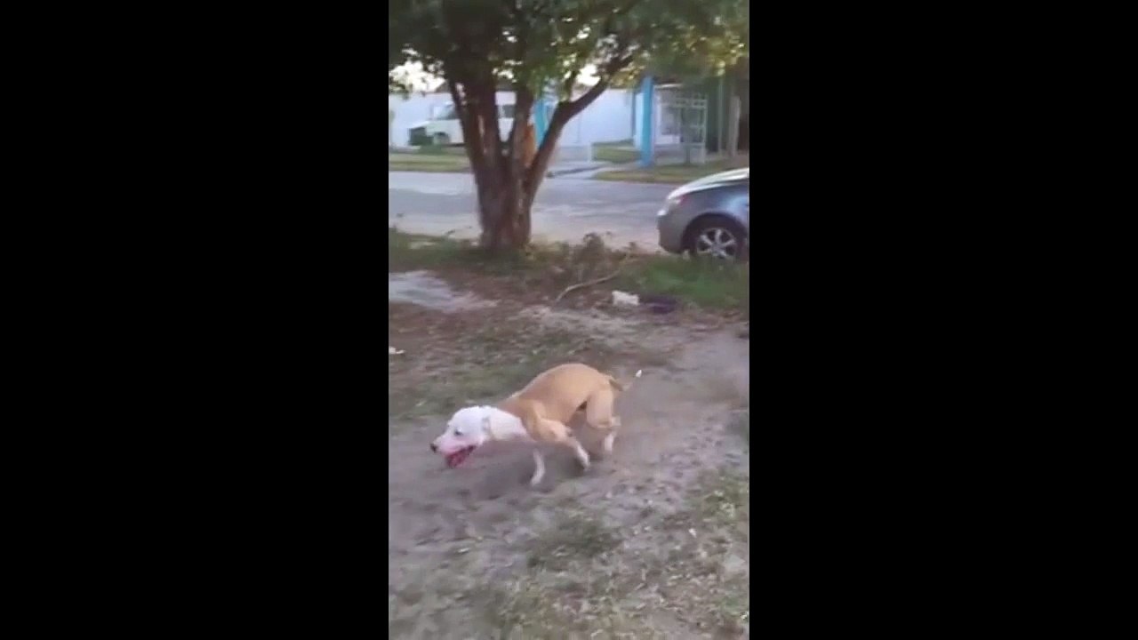athletic dog