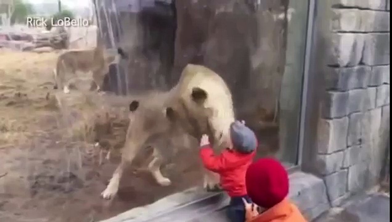 A Lioness Tries To Play With Baby From Behind The Glass (Funny Videos 720p)