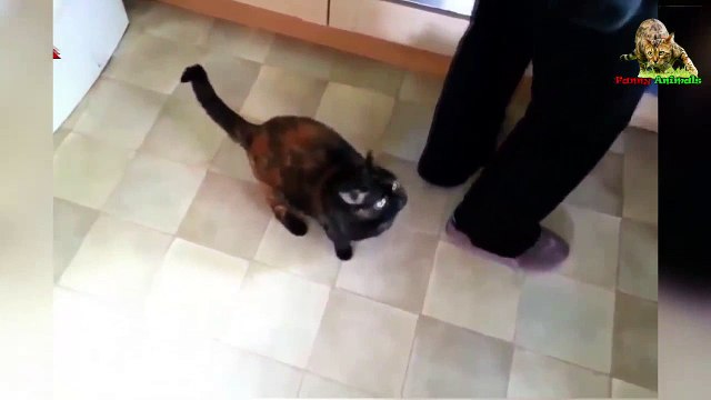 Разговорчивые кошки