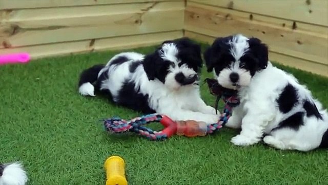 Lhasa Apso x Bichon Frise pups for sale (La-chons)