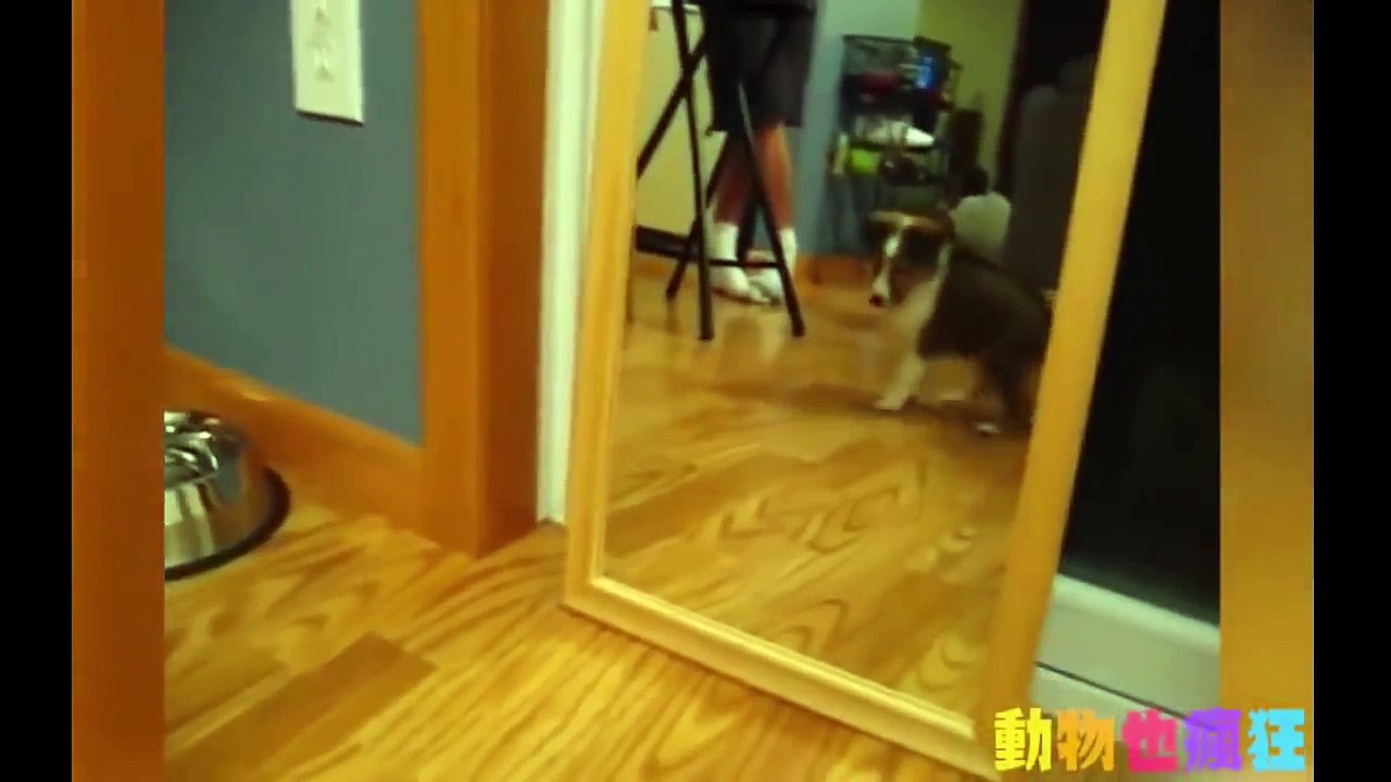 funny n cute cats and dogs compilation