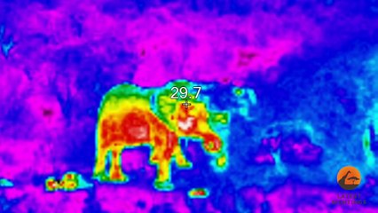 Mom Elephant Kicks Baby Elephant Back to Life