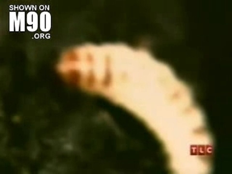 Moustique [ Botfly ] qui pond des oeufs sous la peau