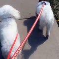 Tiny and Tonz - Bichon Frise  Adoptable from KC Pet Project