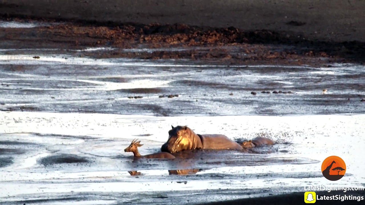 Hippo Kills an Impala That's Stuck in Mud After Lions Chased it