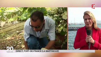 Virus Zika : la Martinique en état d'alerte