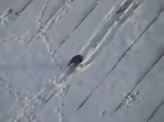 Kavanoz Kapağıyla Çatıda Kayak Yapan Karga