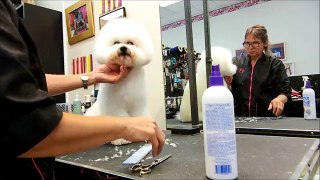 Scissoring the Bichon Frise with Tampa's Best Pet Groomer