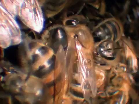 The Most Extreme - Dirty Jobs