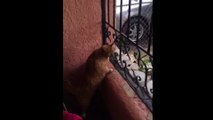 Fat cat squeezes through baby gate