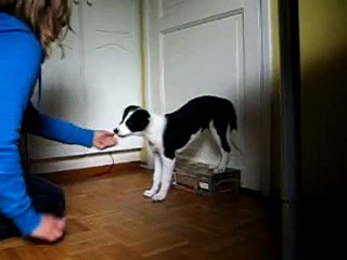 Clickertraining