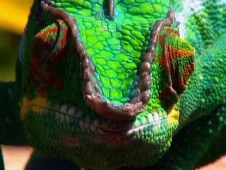 The Most Extreme - Cheats