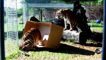 Big Cats Like Boxes Too