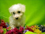 MALE BICHON FRISE 4222015