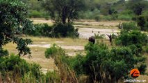 Buffalo Bursts Car's Tire to Chase Lions Away - Latest Wildlife Sightings