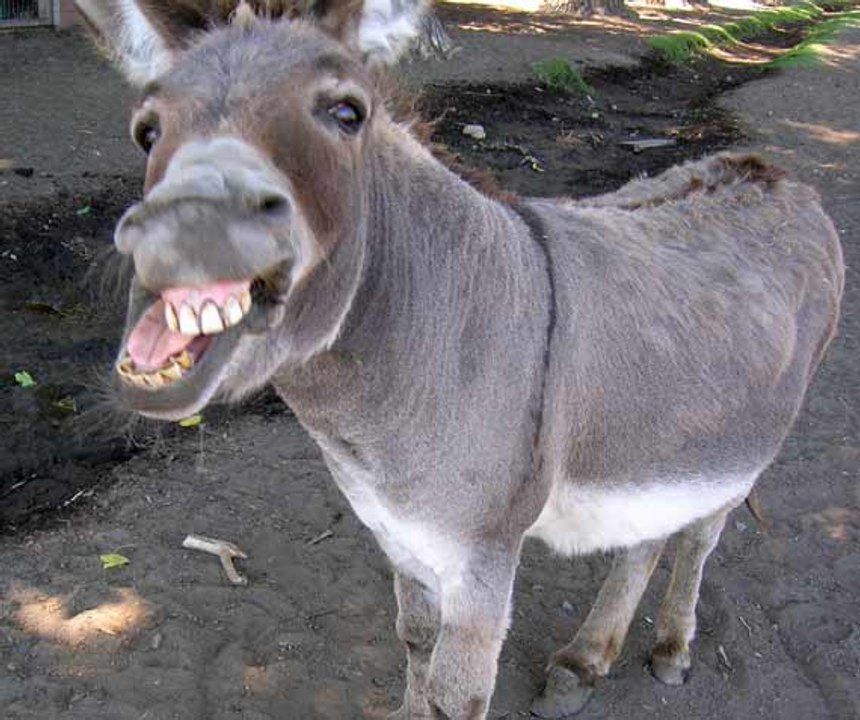 funny animal with beautiful girl!