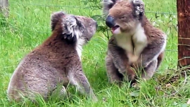 Koala Fight-Funny Animals Fighting-Lovely Koalas
