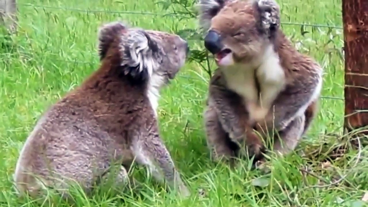 Koala Fight-Funny Animals Fighting-Lovely Koalas