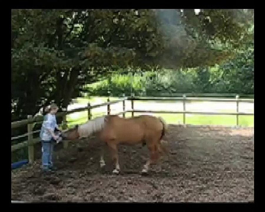 Clickertraining mit Rocky 5