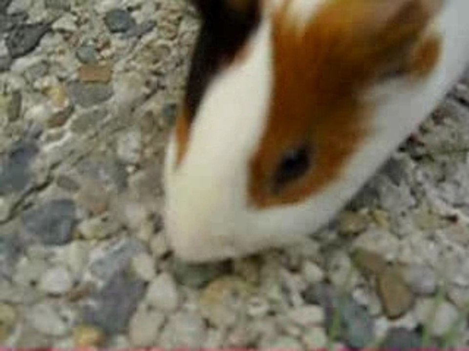 Chichiherbe