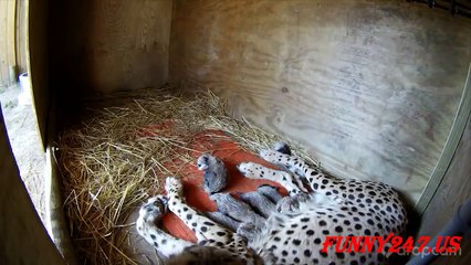 Animals Giving Birth Videos