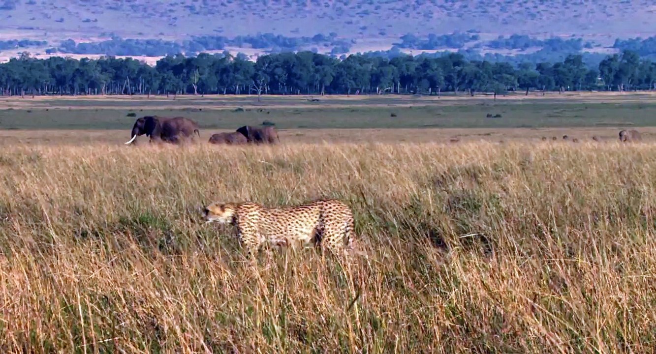 African Cats  Huge Adventure - Clip
