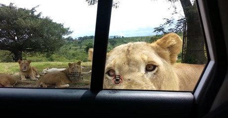 Lion opens car door