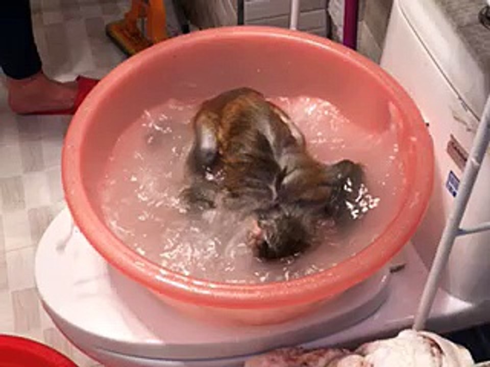 Little monkey take her shower fun