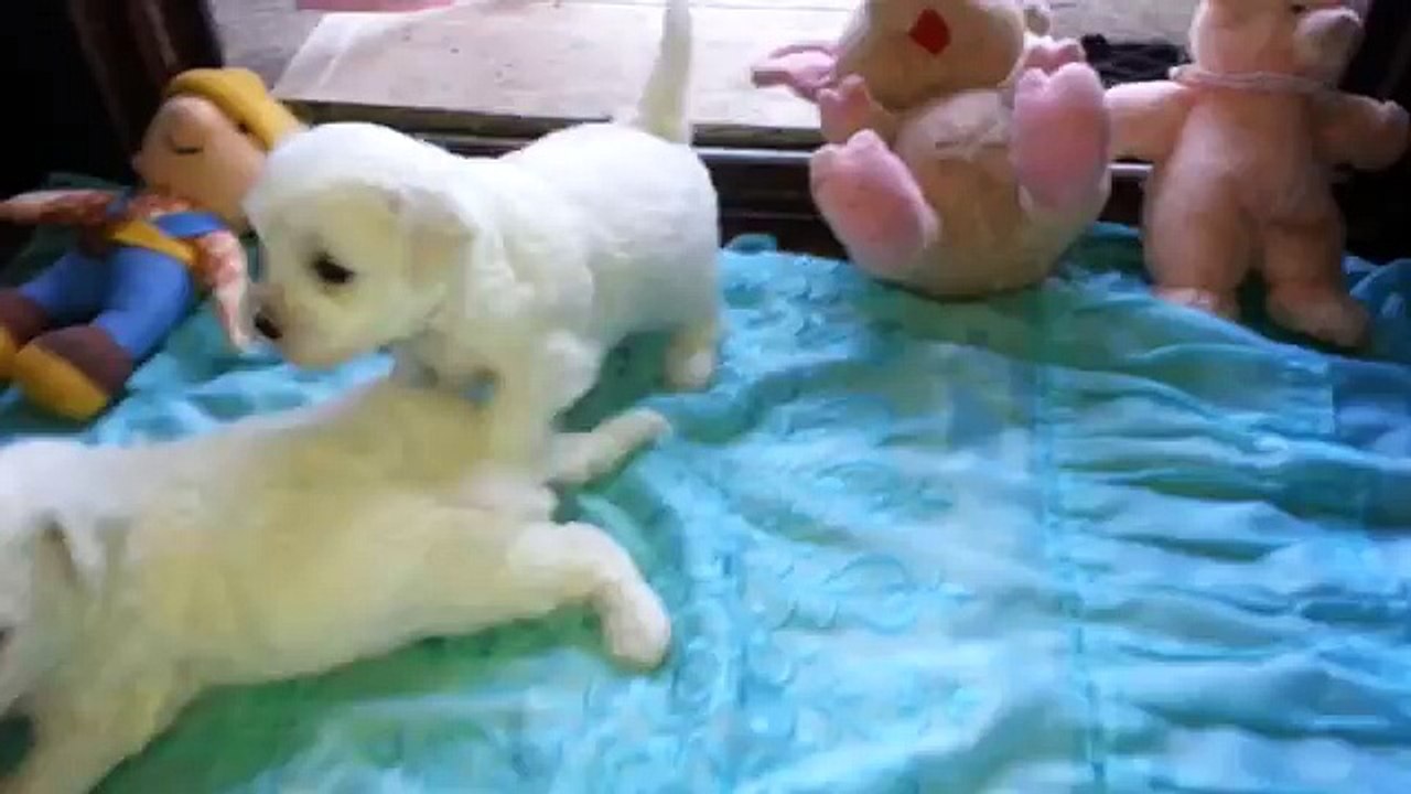 Kovrdzavi bison bichon frise