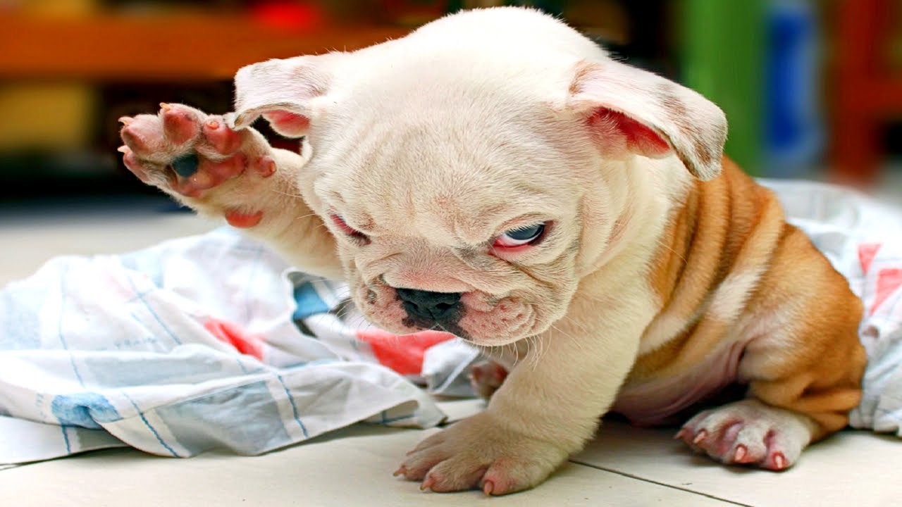 FUNNY DOG VIDEOS
