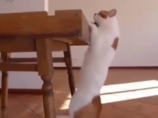 Вот так бы и люди...