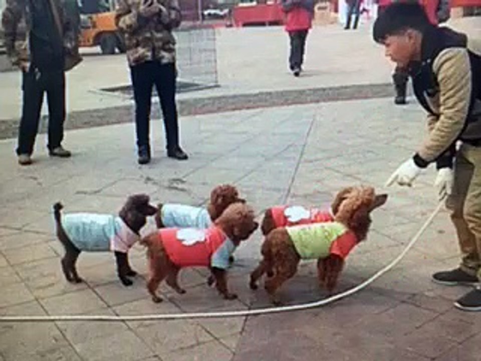 Talented Dog training