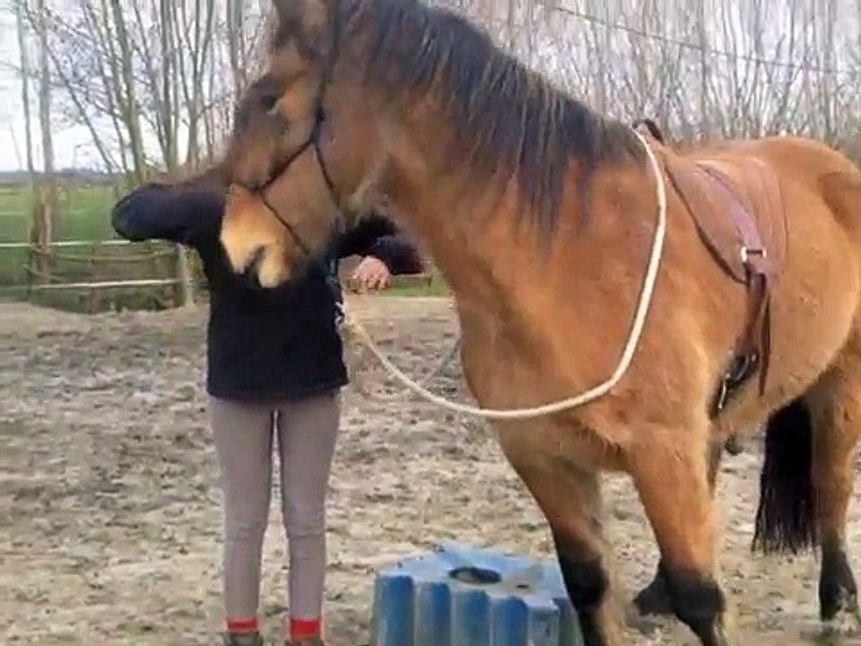 Marike en Mocha - opstijgen met clickertraining