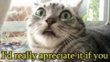 FUNNY VIDEOS Funny cats Best Cats to laugh NEW