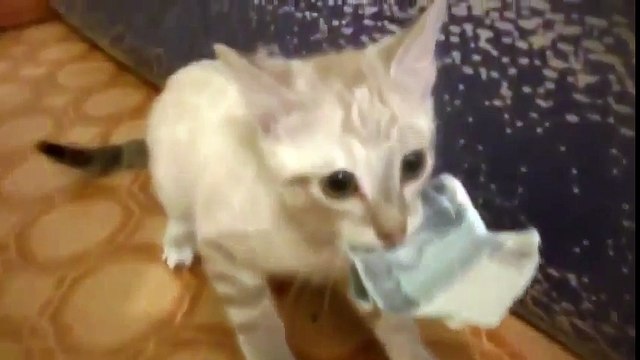 Katze Dieb. Lustige Tiere. Funny cats