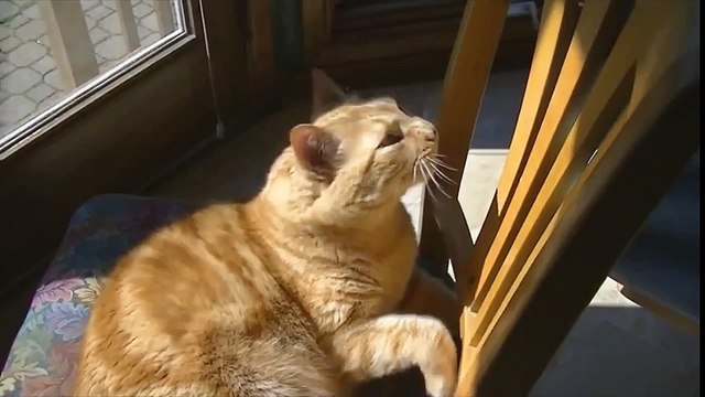 Lustige Katze. Das Süßeste Katze. Lustige Tiere. Funny cats