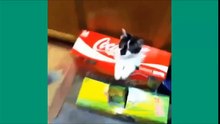 Unbelievable vines lolcats 3 funny cats vine possessed cat icebucketchallenge
