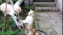 Драка котов насмерть. Funny cats