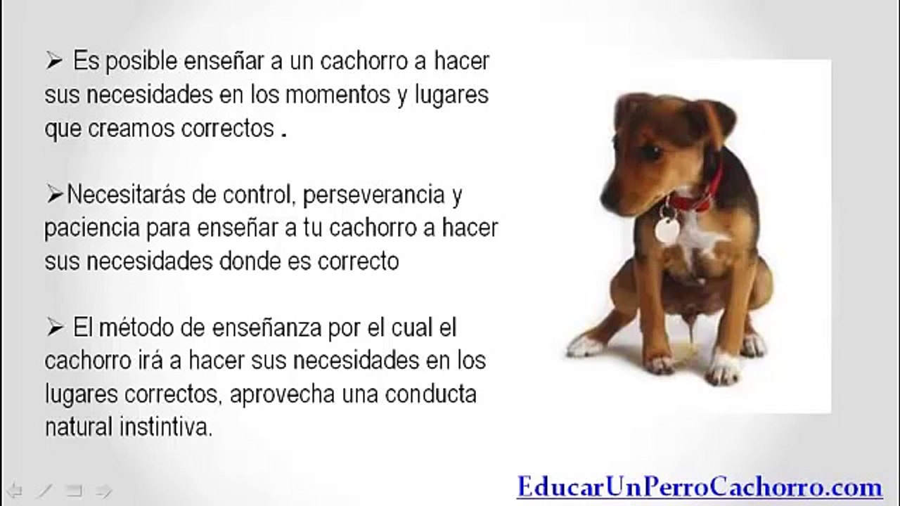 Como Educar a un Cachorro a Hacer sus Necesidades. Método Fácil y Efectivo.