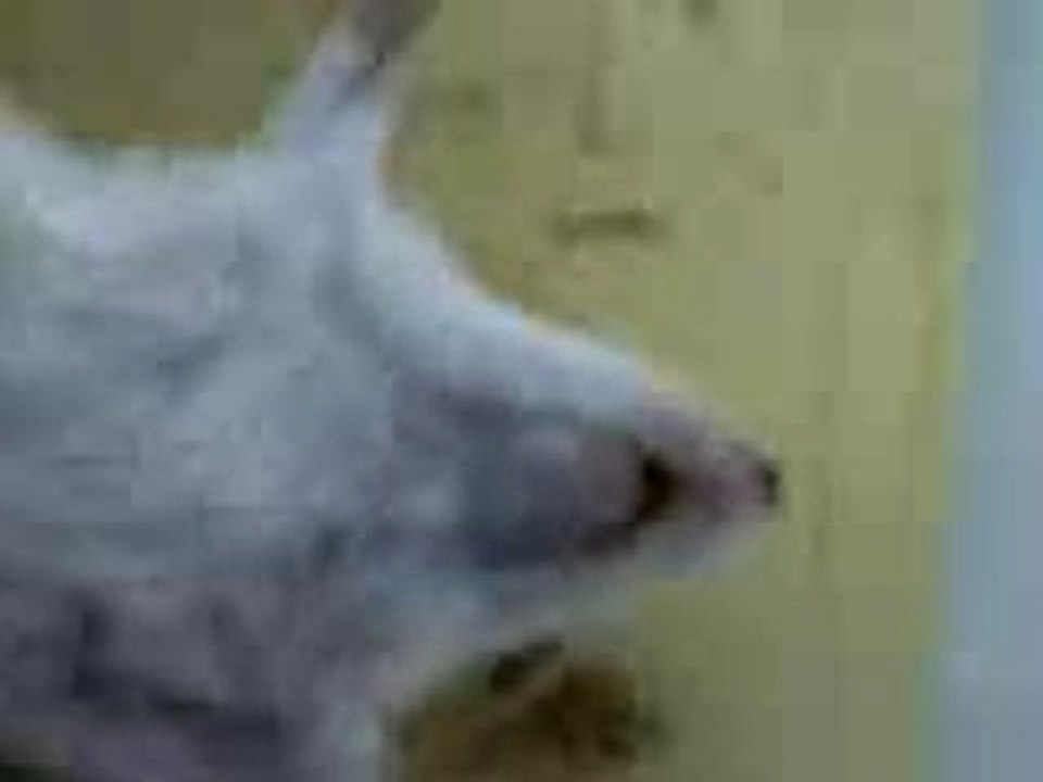 Toutouyoutou- Maurice avant