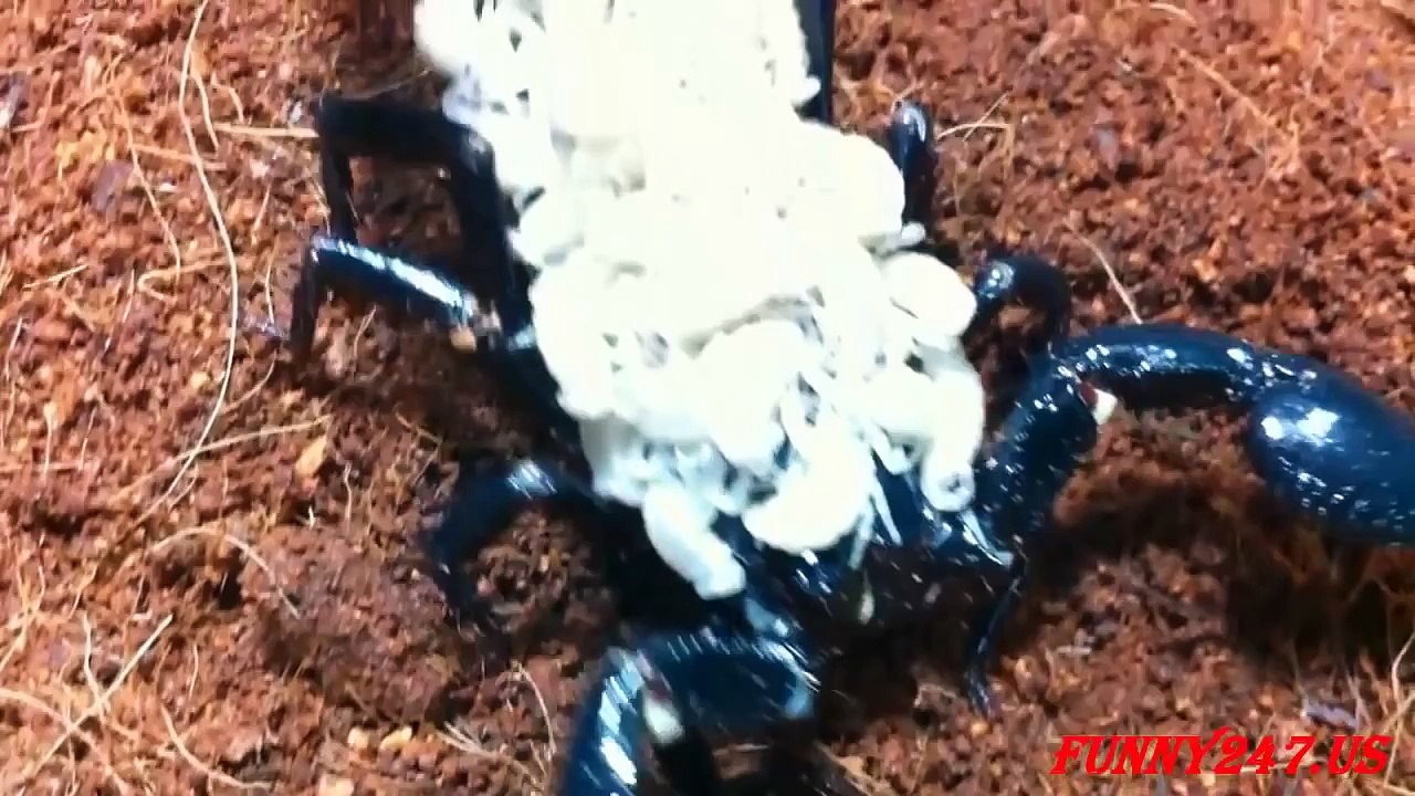 Female emperor scorpion giving birth - Animals Videos 2015