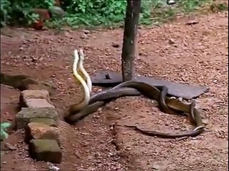Latest whatsapp videos   Snake Vs Snake
