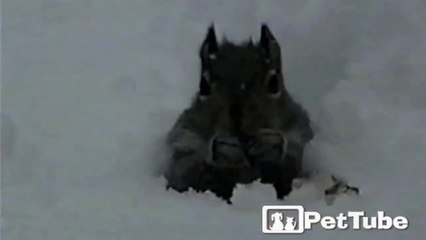 Chipmunk Plays Whack-a-Mole in the Snow - PetTube