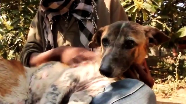 Самый Добрый Ролик на Свете! Это Видео Тронуло Миллионы Сердец