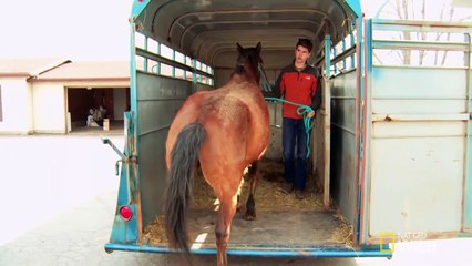 Maverick the Jousting Horse | The Incredible Dr. Pol