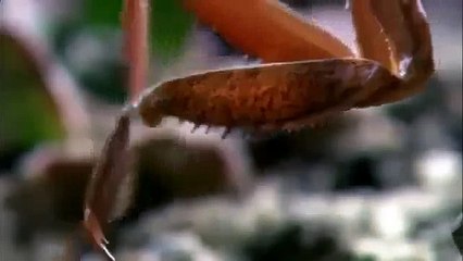 БОГОМОЛ УБИВАЕТ МЫШЬ